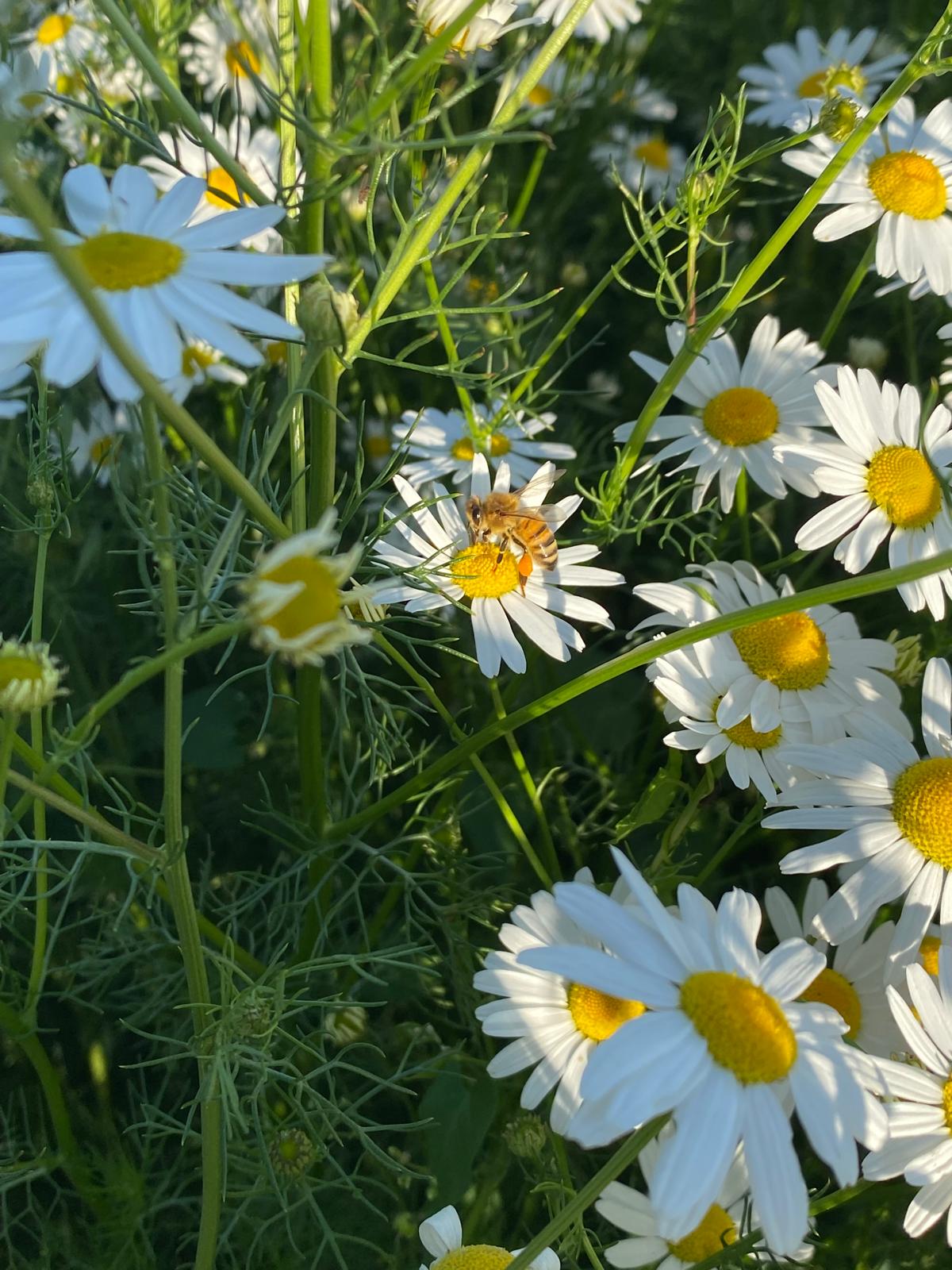 Pszczoły na kwiatach