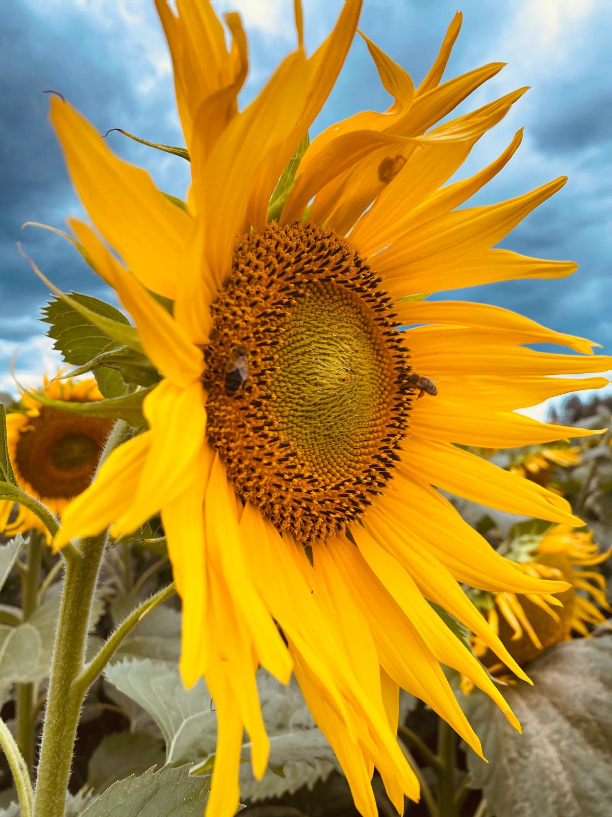 Pszczoły na słoneczniku